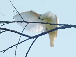 Bare: Bare-throated Bellbird preening Procnias nudicollis
