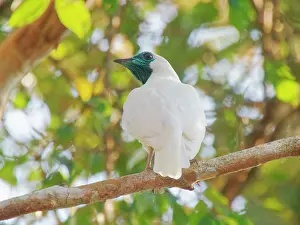 Bare: Bare-throated Bellbird Procnias nudicollis Atlantic