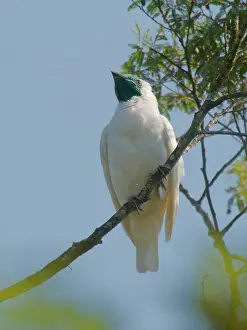 Bare: Bare-throated Bellbird Procnias nudicollis Atlantic