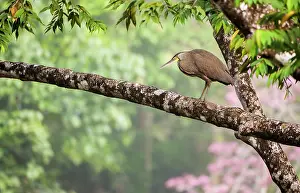 Prior: Bare-throated Tiger Heron