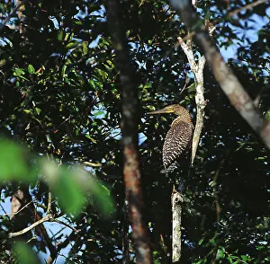 Mexicanum: Bare-Throated Tiger-Heron
