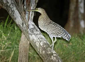 Mexicanum: Bare-throated tiger heron