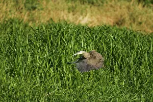 Mexicanum: Bare-throated tiger heron
