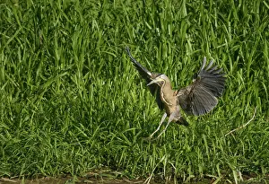 Mexicanum: Bare-throated tiger heron