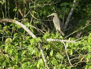 Mexicanum: Bare-throated tiger heron
