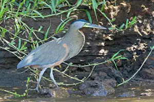 Mexicanum: Bare-throated Tiger-Heron