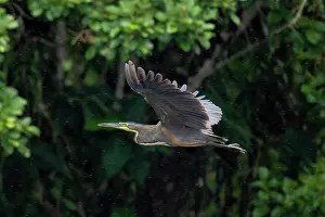 Mexicanum: Bare-throated Tiger Heron