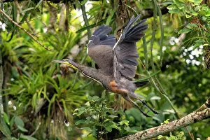 Mexicanum: Bare-throated Tiger Heron