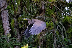 Mexicanum: Bare-throated Tiger Heron