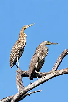Mexicanum: Bare-throated Tiger Heron. Adult on right and immature