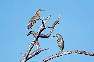 Mexicanum: Bare-throated Tiger Heron. Adult on right and immature