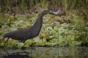 B Moose Peterson: Bare-throated Tiger-Heron - Bare-throated Tiger-Heron