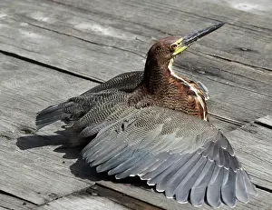Mexicanum: Bare-throated Tiger-Heron - drying wings