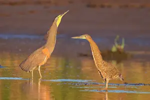 Mexicanum: Bare-throated Tiger Heron Foraging for eels
