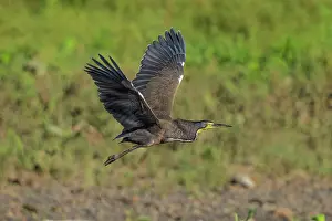 Mexicanum: Bare-throated Tiger Heron Foraging for eels
