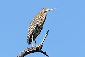 Mexicanum: Bare-throated Tiger Heron. Immature
