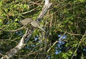Mexicanum: Bare-throated tiger heron, Tigrisoma mexicanum