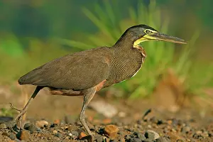 Mexicanum: Bare-Throated Tiger Heron (Tigrisoma mexicanum)