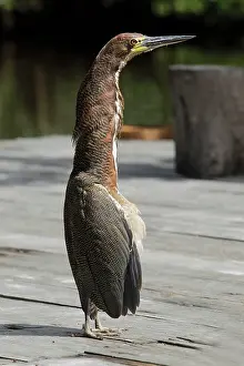 Mexicanum: Bare-throated Tiger-Heron - Venezuela