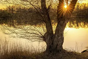 Bare: A bare tree by a lake at sunset, with sun star