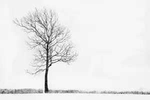 Filter: Bare winter tree in a hedgerow surrounded by a snow covered