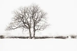 Enhanced: Bare winter trees in a hedgerow surrounded by a snow covered