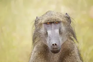 Headland: Barenpavian, Papio ursinus Chacma Baboon