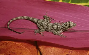 Anole: Bark Anole
