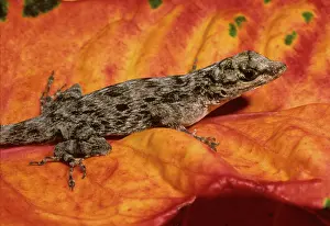 Anole: Bark Anole