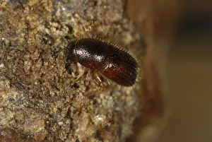 Bark: Bark beetle