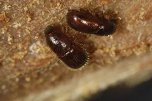 Bark: Bark beetle
