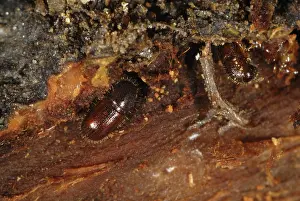 Bark: Bark beetle