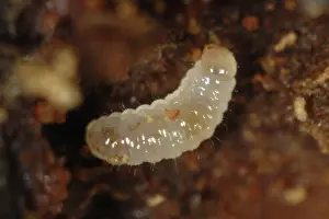 Bark: Bark beetle