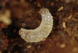 Bark: Bark beetle
