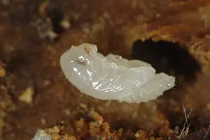 Bark: Bark beetle