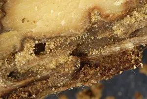 Bark: Bark beetle