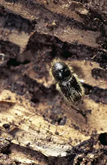 Chris Martin Bahr: BARK BEETLE - On bark, Pine tree pest
