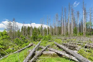 Bark: Bark Beetle - tree damage caused by bark beetles