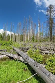 Bark: Bark Beetle - tree damage caused by bark beetles