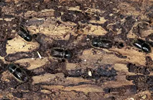 Chris Martin Bahr: BARK BEETLES - X5 ON BARK - Pine tree pest