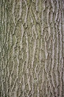 Fraxinus: Bark of Common ash