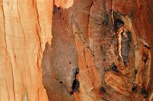 Eucylyptus: Detail of bark on Gum tree after bush fire