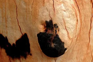 Wildfires: Detail of bark on Gum tree after bush fire