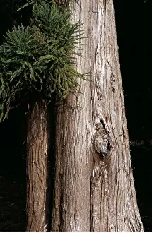 Cedars: BARK of JAPANESE RED CEDAR