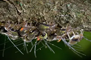 Lice: Bark Lice