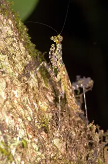 Mantid: Bark Mantid