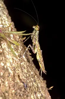 Mantid: Bark Mantid