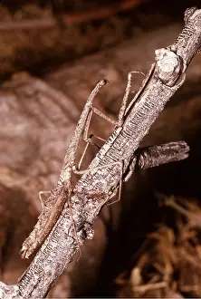 Martin Beames: Bark Mantis - cryptic coloration