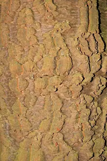 Araucaria: Bark of Monkey Puzzle tree