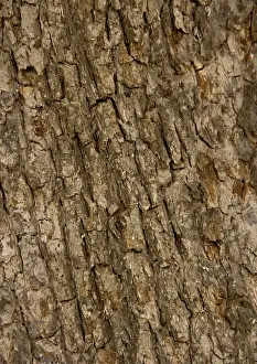Campestre: Bark of old field Maple tree